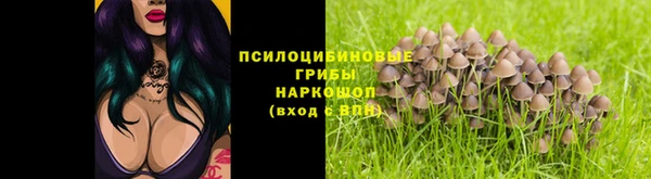хмурый Аркадак